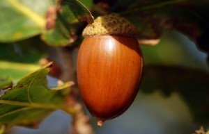 В подмосковных лесничествах собрали тонну жёлудей и посадили лес