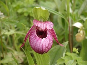 Совместно с министерством