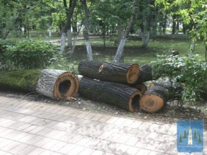 Уборка опасных деревьев в парке практически окончена, но формовка крон и обрезка сучьев продолжаются