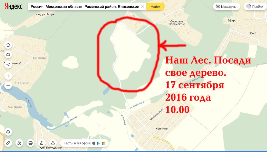 наш лес копнино