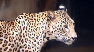 Жителя Раменского района проверяют по факту незаконного оборота особо ценных животных