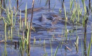 Минэкологии МО проводит мероприятия по охране рыбных запасов в период весеннего нереста