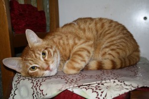 Можно ли дарить животных, что нужно знать о таких подарках и когда они уместны