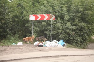 Рейд «Антимусор»: и снова г/п Родники