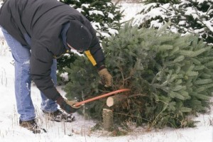 Рейды по выявлению фактов незаконной заготовки елей и других хвойных деревьев пройдут в Раменском районе с 1 по 31 декабря