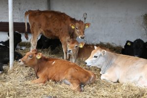 Раменский район занимает лидирующие позиции по овощным и бахчевым культурам по итогам сельскохозяйственной переписи 2016 года