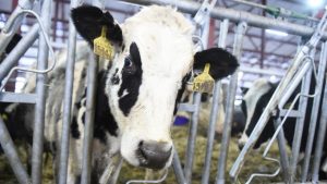 Племзавод «Ульянино» Раменского района включат в государственный племенной регистр