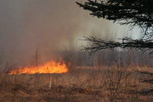 Пал травы опасен!