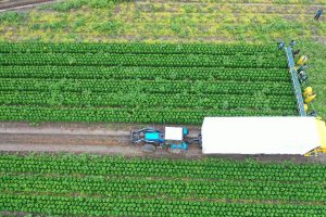 В крестьянско-фермерском хозяйстве братьев Кикинадзе Раменского городского округа идет сбор урожая