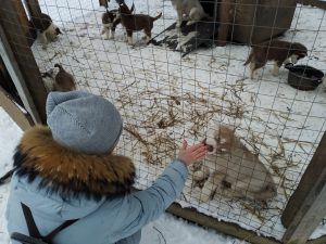 Мы снова побывали в Хаски-парке в Раменском г.о.!!!