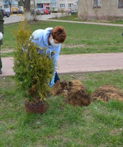 В ТУ «Гжельское» возле мемориалов высадили деревья