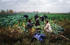 Корреспонденты Радиомобиля узнали, как работает ООО «Фермерский агросоюз «За Родину»