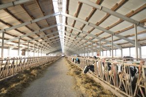 Компания «Нока Агро» — крупнейший производитель сырого молока в Московской области