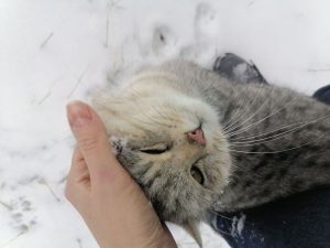 Про бешенство — объясняем, стоит ли бояться сообщений о случаях укуса — как дела обстоят с этим на деле