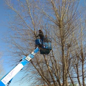 На территории ТУ Островецкое ведутся работы по облагораживанию деревьев и кустарников