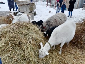 Елки скормят животным или переработают в щепу