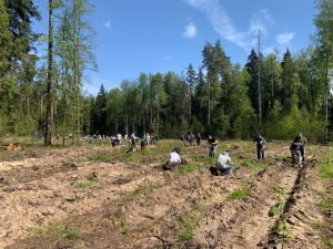 13 мая в Раменском округе прошла акция «Лес Победы» под эгидой президентской инициативы «Сад памяти»