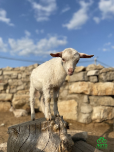 День семьи, любви и верности проведут на ферме в Заболотье