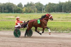 Чемпионат России по типу и экстерьеру для орловских рысаков состоится сегодня на Раменском ипподроме