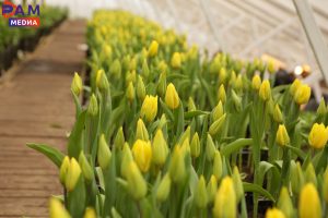 В Раменском к концу зимы вырастят более 7 миллионов тюльпанов в теплицах 