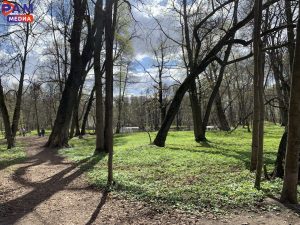 Тюльпановый субботник проведут в усадьбе Быково