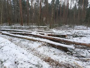 На место вырубки деревьев в Захарово выехали сотрудники администрации