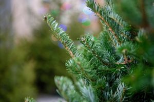 В Раменском откроются пять пунктов приема новогодних деревьев в рамках акции «Подари елке вторую жизнь»