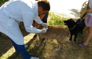 Выездную вакцинацию домашних животных продолжают в Раменском округе