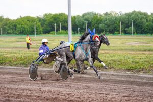 Праздник орловского коннозаводства на Раменском ипподроме