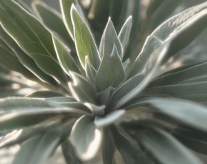 В Раменском городском округе будет производиться выращивание перспективных сортов многолетних декоративных растений 