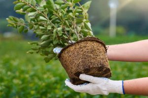 Первая международная выставка профессионалов зеленой отрасли пройдет в Раменском округе 20-22 августа