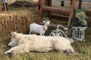 На ферме «Веселая корова» состоится насыщенная программа