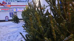 В Раменском откроются шесть пунктов приема новогодних деревьев в рамках акции «Сдай на переработку и елки, и иголки!»