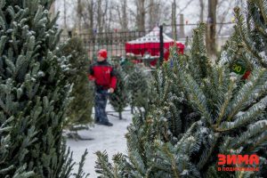 В Раменском оборудуют три елочных базара к Новому году