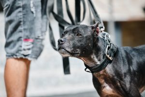 В  Раменском парке пройдет акция по чипированию животных