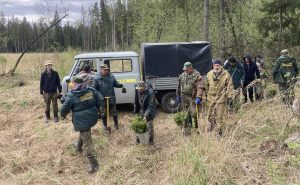 Лесники высадили молодые деревья в Раменском округе