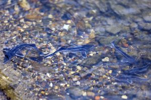 «Транснефть-Верхняя Волга» выпустило 35 тыс. мальков