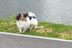 Мобильный ветеринарный пункт в Раменском парке!