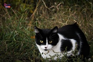 В Раменском округе строят крупный завод по изготовлению кормов для животных