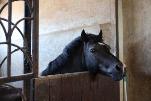 Закрытие летнего бегового сезона на ипподроме