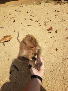 Раменские врачи помогли туристке после укуса тайской обезьяны