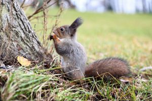 17 ноября отмечается Международный день белки