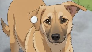 План действий, если вы увидели безнадзорную собаку