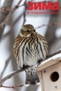 Раменский округ присоединяется к областной акции «Покорми птиц»