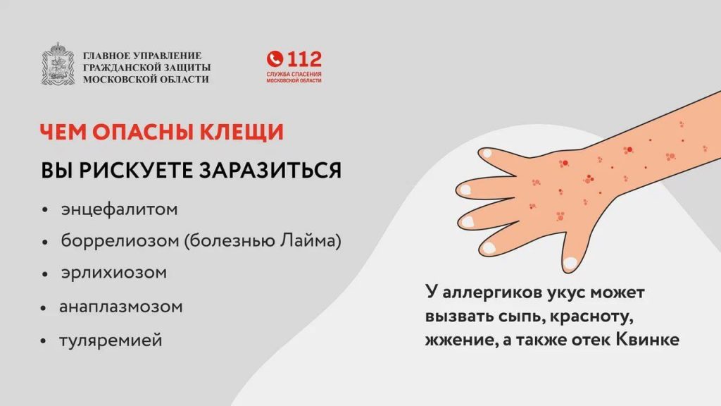 Жители Раменского округа, внимание! Клещи проснулись: что важно знать о профилактике инфекций, передающихся клещами?