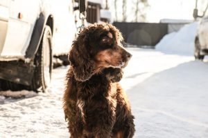 В Подмосковье действуют правила выгула домашних животных