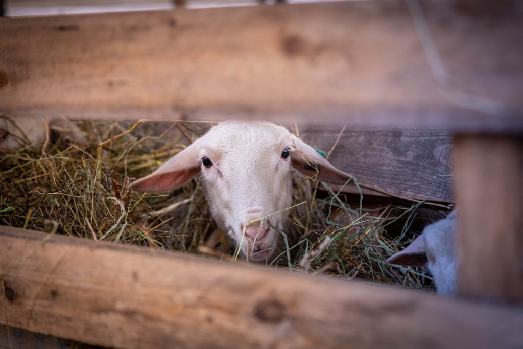 Жителей Раменского округа приглашают принять участие во Всероссийском агродиктанте