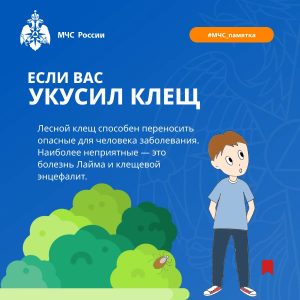 Сезон клещей в Подмосковье, в том числе и в Раменском округе продолжается
