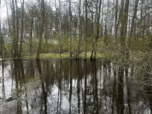 По состоянию на 15 мая паводкоопасная обстановка на территории Раменского округа остается стабильной
