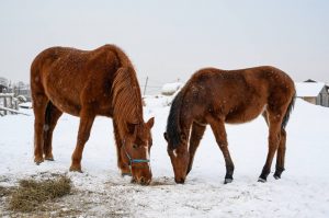 Агропромышленный комплекс в Раменском округе развивается с каждым годом
